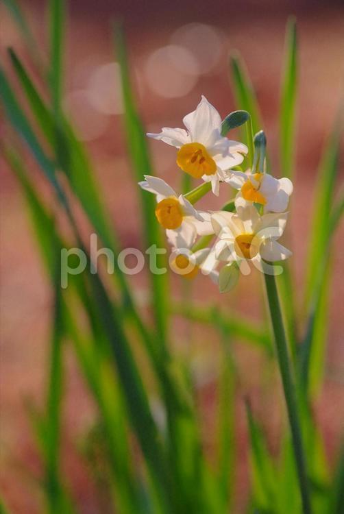 水仙　スイセン　初春の花　春 水仙,スイセン,初春の花の写真素材