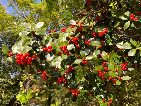 ヒメヒイラギの赤い実　クリスマス気分 ヒメヒイラギ,赤い実,鮮やかの写真素材