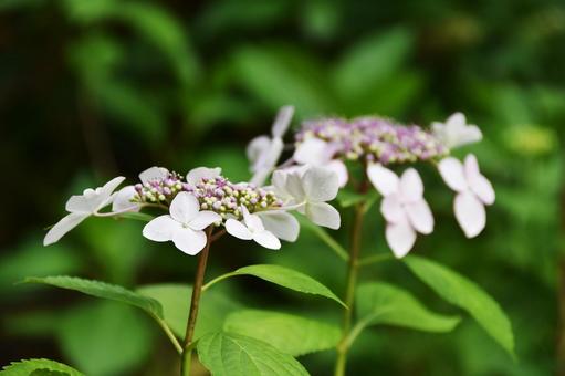 カシワバアジサイ（柏葉紫陽花） カシワバアジサイ,柏葉紫陽花,アジサイ科の写真素材