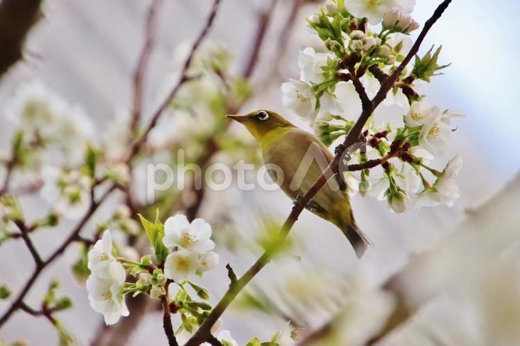 ソメイヨシノとメジロ（東京） メジロ,鳥,鳥類の写真素材