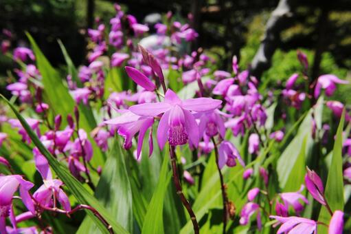 シラン・紫蘭　マクロ シラン,草花,鮮やかの写真素材