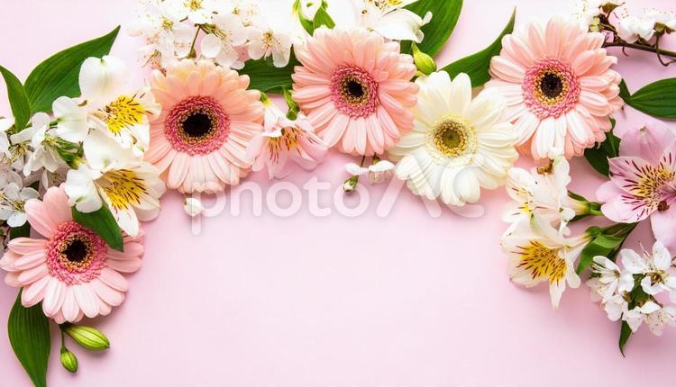 4月誕生花　アルストロメリア、ガーベラ 4月誕生花,ガーベラ,アルストロメリアの写真素材