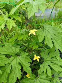 ゴーヤの花 ゴーヤの花,ゴーヤ,花の写真素材