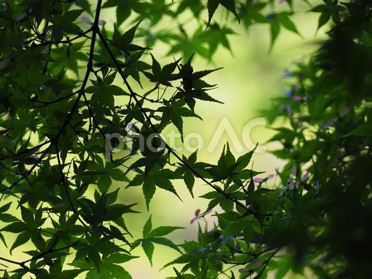 コントラストの強い青葉もみじのイメージ 青葉,モミジ,初夏の写真素材