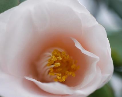 百合が原公園のツバキ ツバキ,公園,満開の写真素材