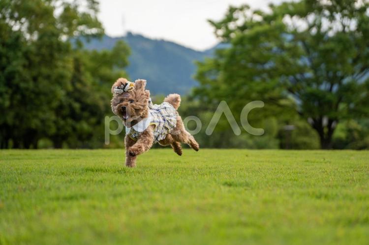 夏の公園で遊ぶトイプードル トイプードル,トイプー,夏の写真素材
