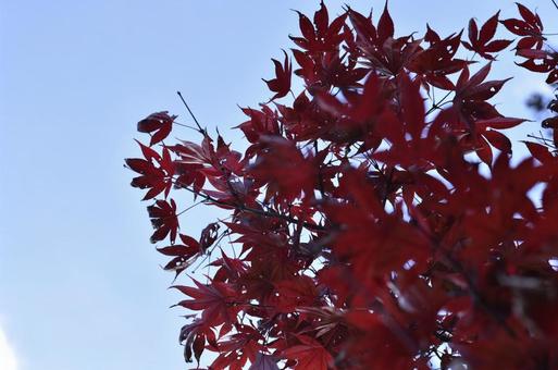 もみじの写真