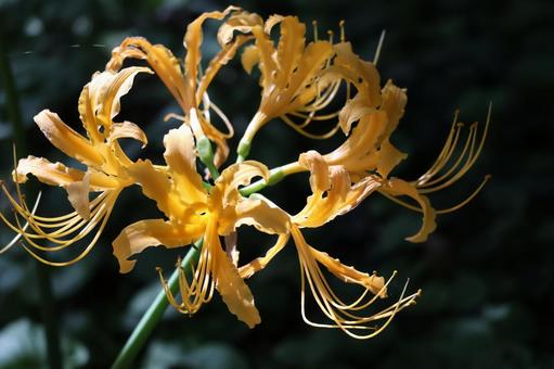 オレンジ色のチョウギスイセンの花のアップ オレンジ色,チョウギスイセン,花の写真素材