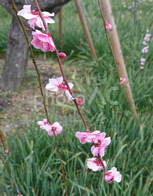 しだれ桜 japan,桜,しだれ桜の写真素材