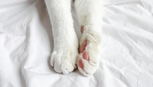 可愛い猫の手のアップ 可愛い猫の手のアップの写真