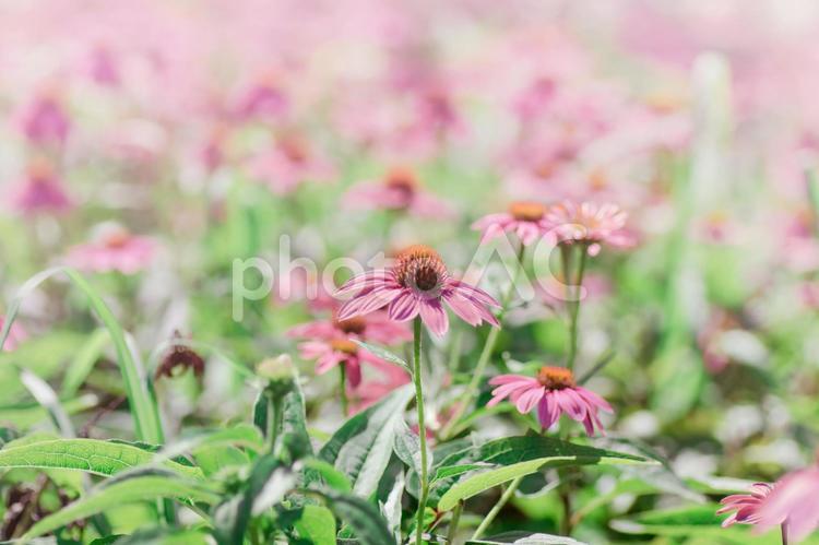 エキナセア エキナセア,花,ピンクの写真素材