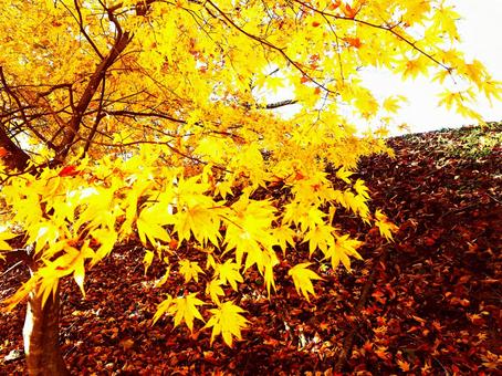 紅葉 紅葉の写真