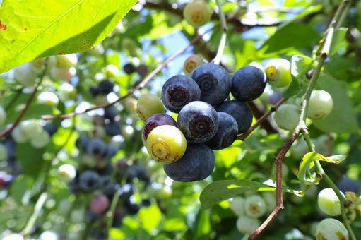 1 blueberry, JPG 1 blueberry, JPG