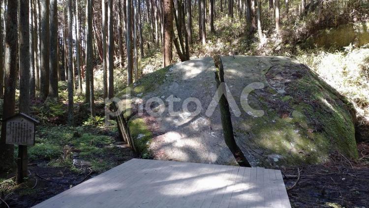 木漏れ日 森林,日差し,木立の写真素材