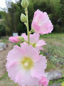 Hollyhock, JPG Hollyhock, JPG