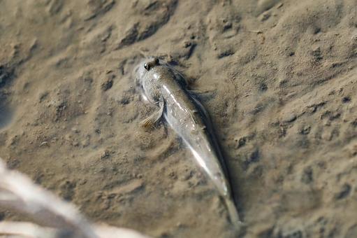 ムツゴロウ むつごろう,ムツゴロウ,ムツの写真素材