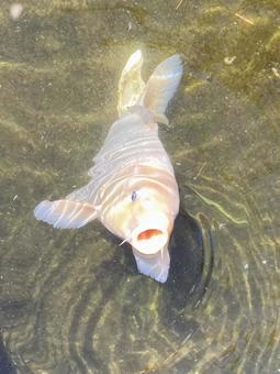 鯉 鯉,口ひげ,雑食の写真素材