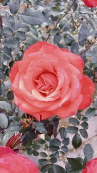 薔薇　ローズ 薔薇,ピンク,赤の写真素材