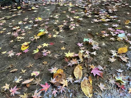 川に浮かぶ落ち葉 1 川に浮かぶ落ち葉 1の写真