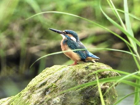 堰石の上に立つカワセミ 堰石の上に立つカワセミの写真