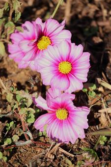 コスモス 2013 08 コスモス 2013 08 コスモス,秋桜,キク科の写真素材