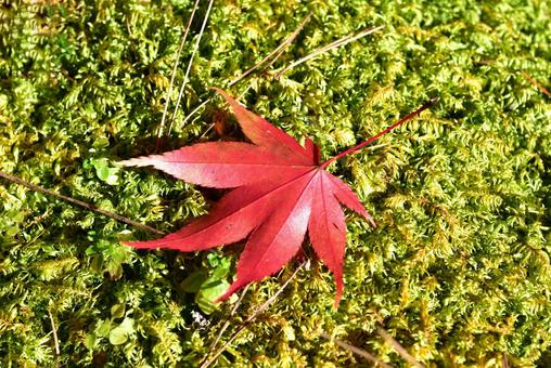 もみじの葉 もみじ,葉,紅葉の写真素材