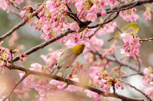 Spring scenery of cherry blossoms and Japanese white-eyes, JPG Spring scenery of cherry blossoms and Japanese white-eyes, JPG