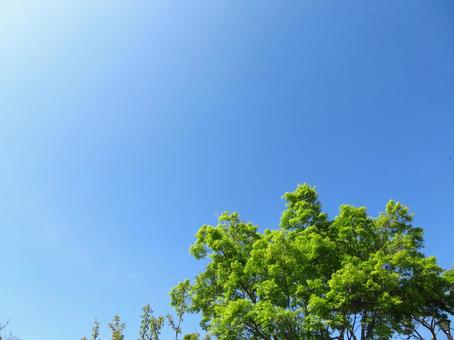 新緑と快晴の空 新緑と快晴の空の写真