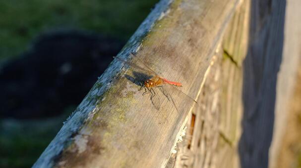 赤とんぼ トンボ,とんぼ,蜻蛉の写真素材