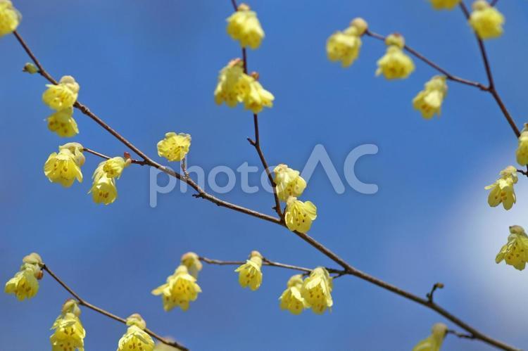 春を告げる黄金の輝きヒュウガミズキ ヒュウガミズキ,春の花,黄色の花の写真素材