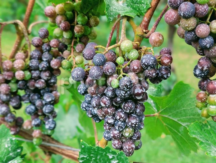 ボルドー液が散布されたぶどう ブドウ,ぶどう,ボルドー液の写真素材