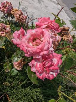 薔薇 薔薇 ばら,バラ,薔薇の写真素材