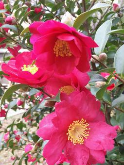 サザンカの花 サザンカの花の写真
