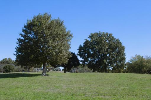 青空と公園 青空と公園 公園,緑,木の写真素材
