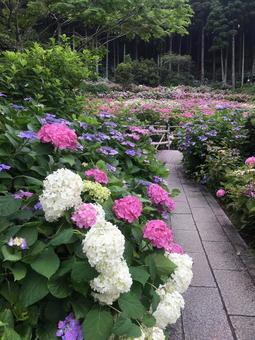 紫陽花屋敷 紫陽花屋敷の写真