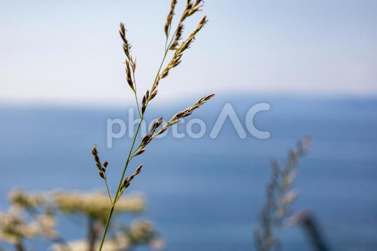 竜飛崎から見た植物と津軽海峡 竜飛崎,海,空の写真素材