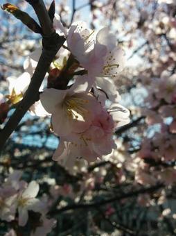 桜 さくら サクラ 桜 さくら サクラの写真