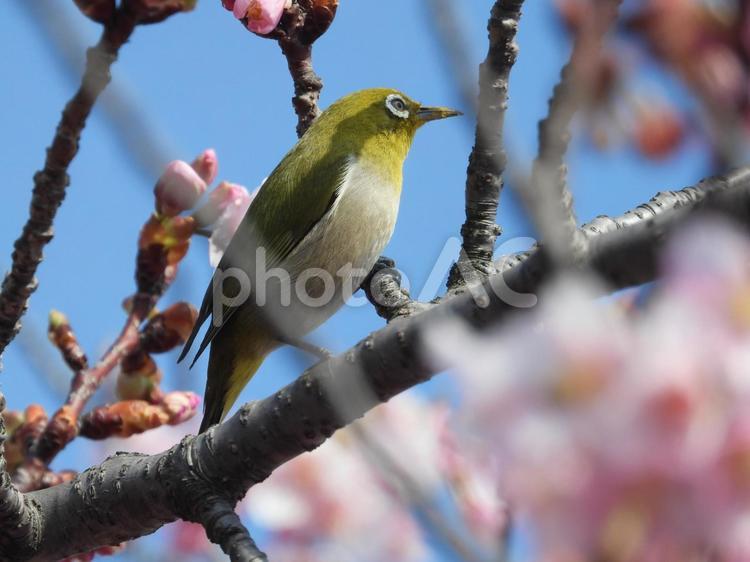 前橋市江田町にある鏡神社の河津桜とメジロ サクラ,木,野鳥の写真素材