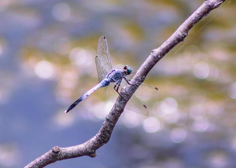 ハス池のトンボ3ー25 ハス池のトンボ3ー25の写真