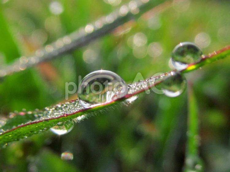 水滴と緑の葉（Water drop） 水滴,雫,すいてきの写真素材