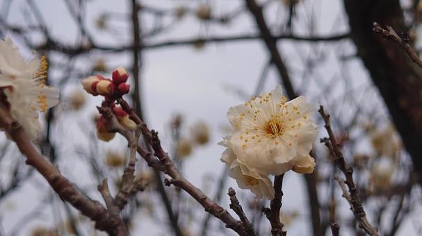 梅の花 梅の花の写真