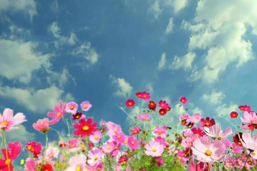 Cosmos and autumn sky background 01, JPG Cosmos and autumn sky background 01, sky, cosmos, cloud, JPG