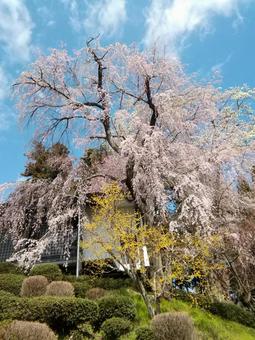シダレザクラ(垂れ桜)を紅梅、白梅、サンシュユ(山茱萸)、コブシ(辛夷)が競演 シダレザクラ(垂れ桜)を紅梅、白梅、サンシュユ(山茱萸)、コブシ(辛夷)が競演の写真