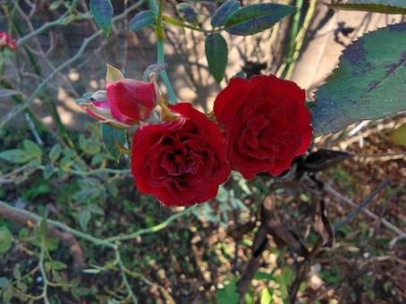 Photo, rose, red, court, 