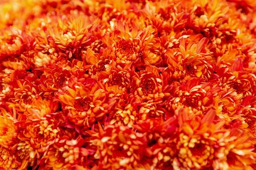 2025笠間の菊祭り2 菊祭り,笠間,秋の写真素材