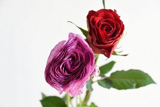 ラナンキュラスとばら ラナンキュラス,紫,ばらの写真素材