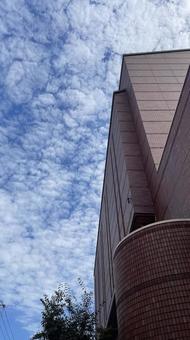 見上げた秋空 見上げた秋空 雲,空,秋の写真素材