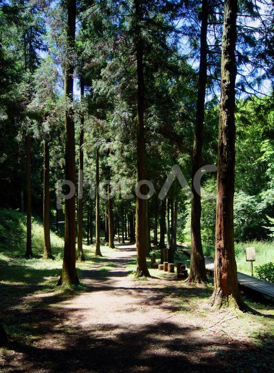 大地沢の森の散歩道 森林,大地沢,樹々の写真素材