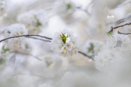 桜 桜の写真