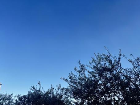 青空と木、コピースペースの写真